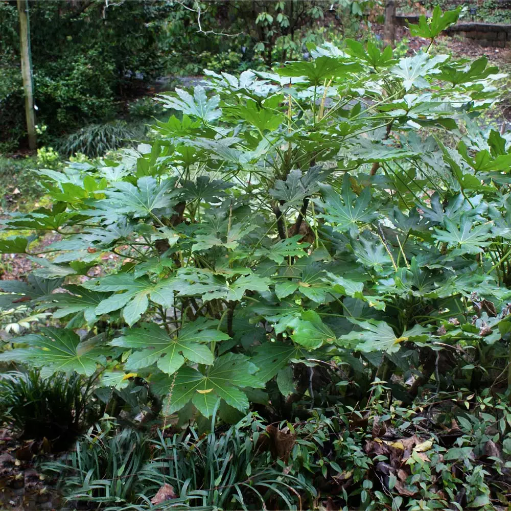 Brighter Blooms Japanese Aralia Plant 4 Brighter Blooms Japanese Aralia Plant