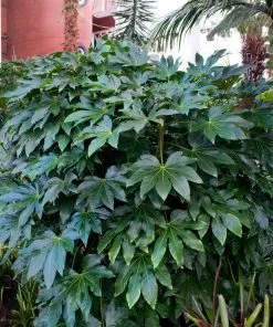 Brighter Blooms Japanese Aralia Plant 6 Brighter Blooms Japanese Aralia Plant