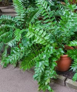 Brighter Blooms Holly Fern Plant