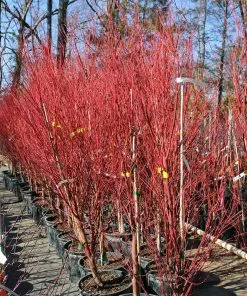 Brighter Blooms Coral Bark Japanese Maple Tree 11 Brighter Blooms Coral Bark Japanese Maple Tree