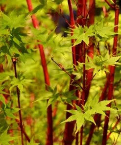 Brighter Blooms Coral Bark Japanese Maple Tree