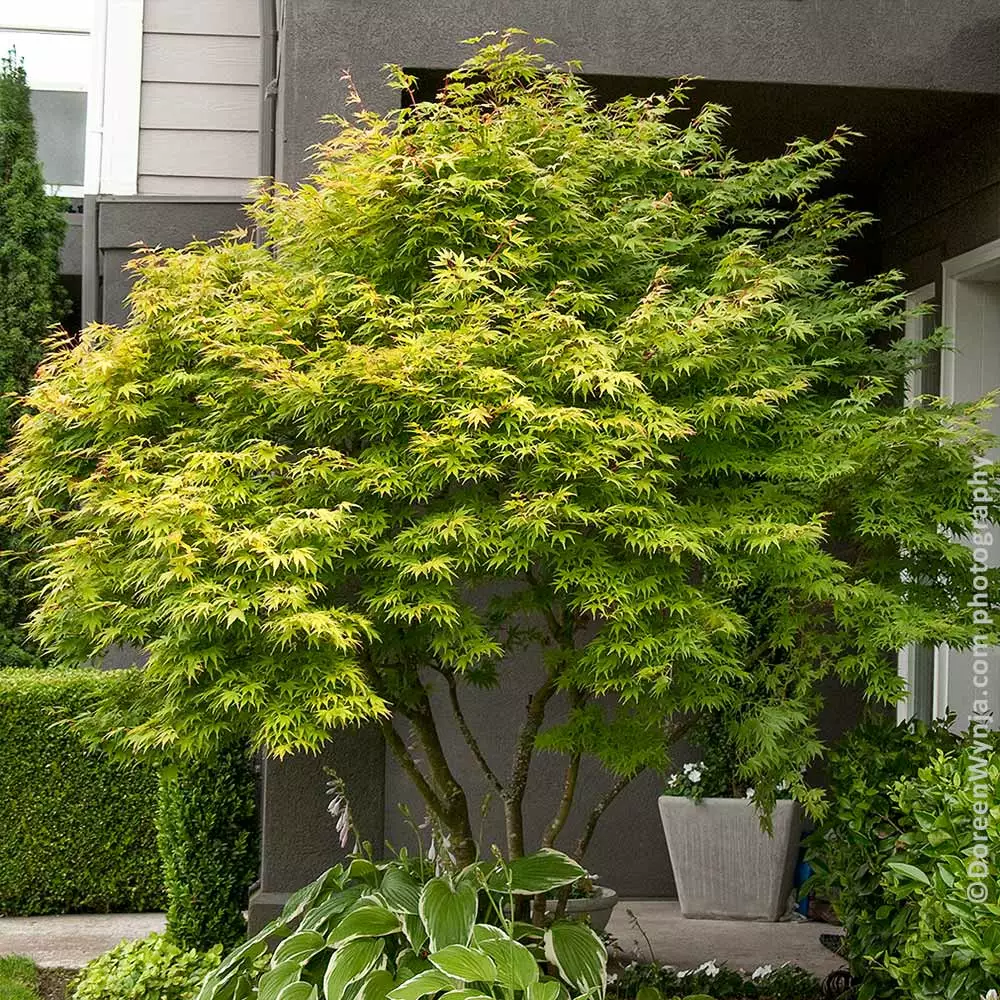 Brighter Blooms Coral Bark Japanese Maple Tree 3 Brighter Blooms Coral Bark Japanese Maple Tree