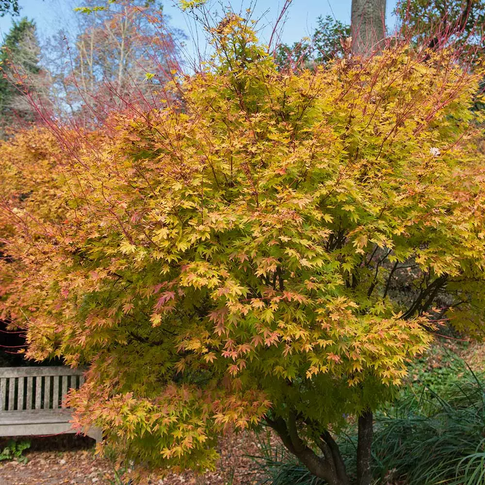 Brighter Blooms Coral Bark Japanese Maple Tree 4 Brighter Blooms Coral Bark Japanese Maple Tree