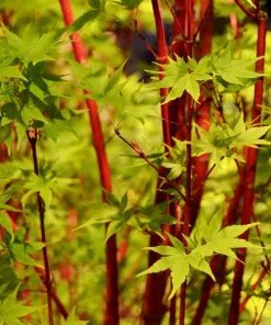 Brighter Blooms Coral Bark Japanese Maple Tree