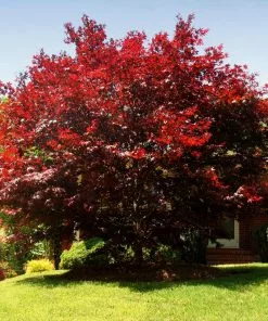 Brighter Blooms Emperor Japanese Maple Tree 9 Brighter Blooms Emperor Japanese Maple Tree