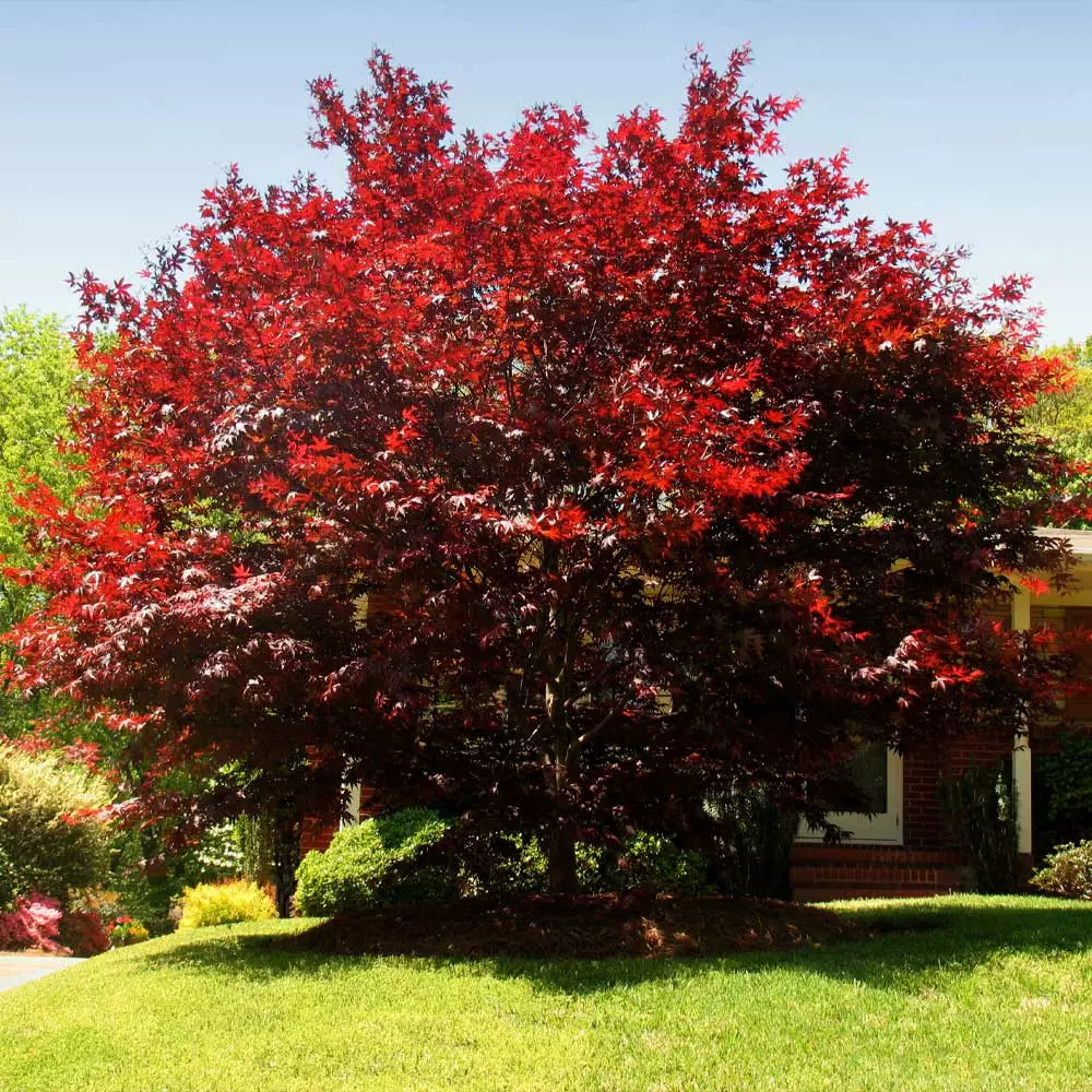 Brighter Blooms Emperor Japanese Maple Tree 5 Brighter Blooms Emperor Japanese Maple Tree
