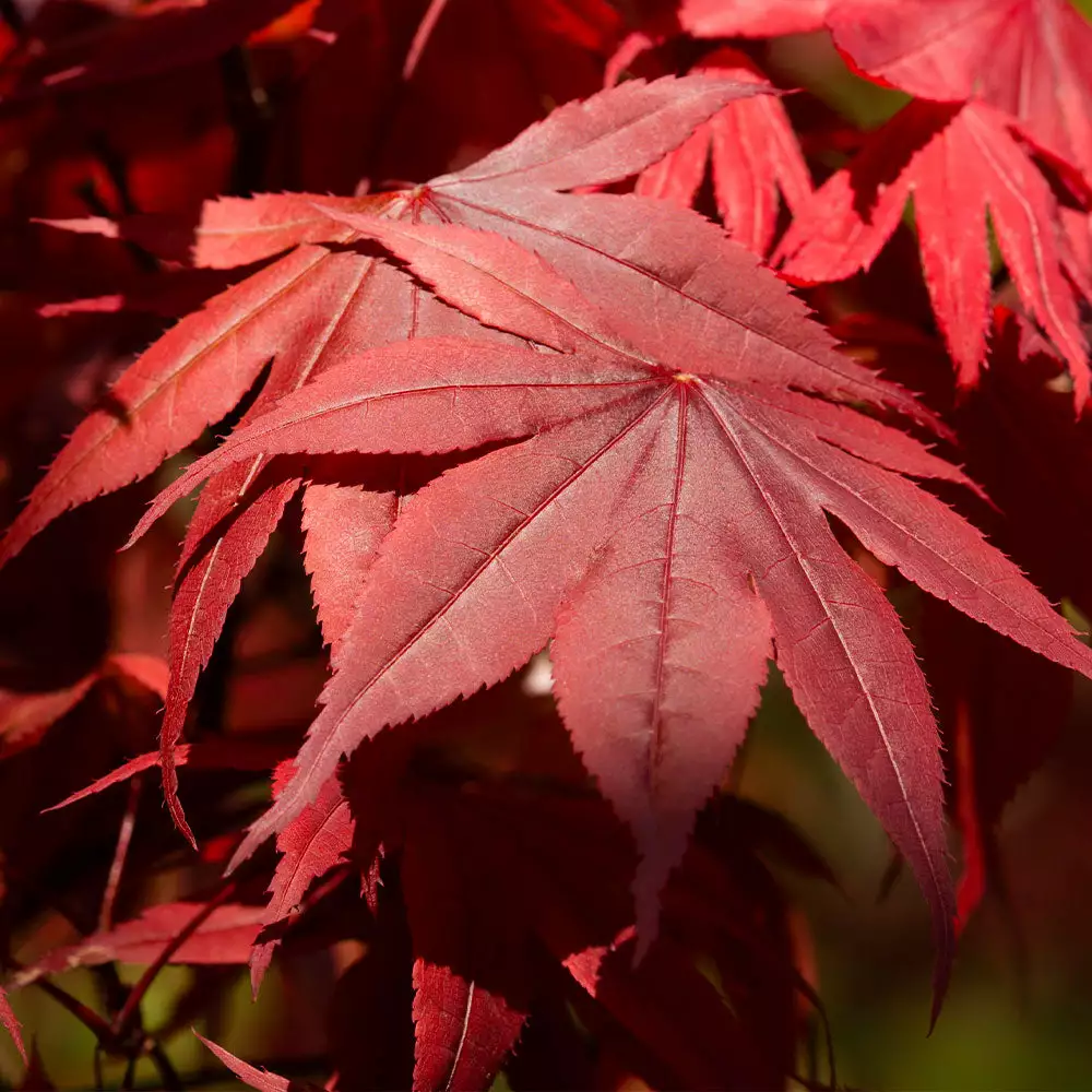 Brighter Blooms Emperor Japanese Maple Tree 4 Brighter Blooms Emperor Japanese Maple Tree