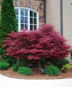 Brighter Blooms Red Dragon Japanese Maple Tree 7 Brighter Blooms Red Dragon Japanese Maple Tree