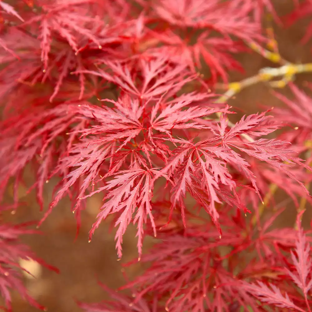 Brighter Blooms Red Dragon Japanese Maple Tree 2 Brighter Blooms Red Dragon Japanese Maple Tree