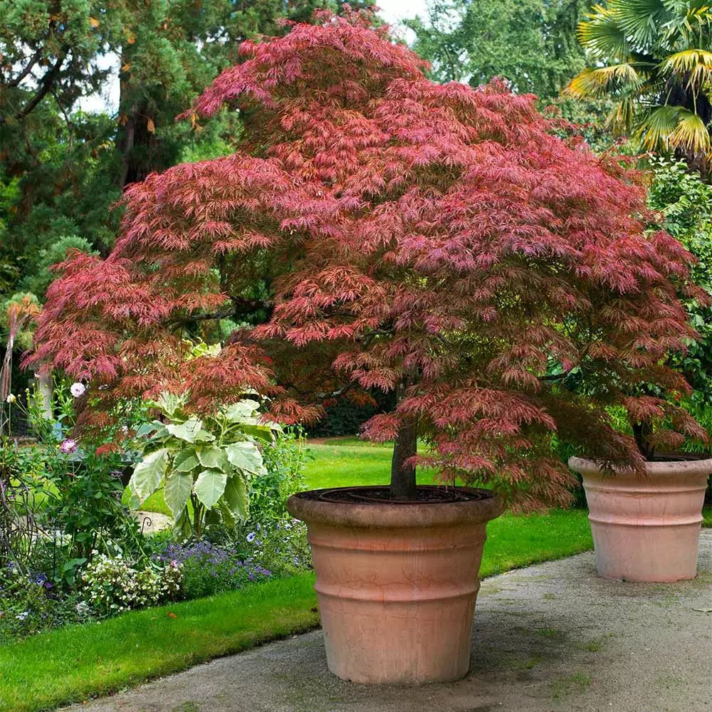 Brighter Blooms Red Dragon Japanese Maple Tree 5 Brighter Blooms Red Dragon Japanese Maple Tree