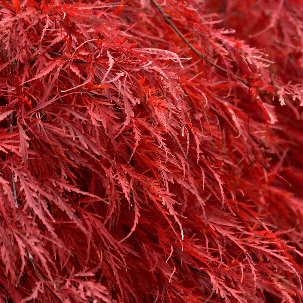 Brighter Blooms Tamukeyama Japanese Maple Tree 4 Brighter Blooms Tamukeyama Japanese Maple Tree