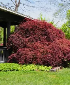 Brighter Blooms Tamukeyama Japanese Maple Tree 9 Brighter Blooms Tamukeyama Japanese Maple Tree