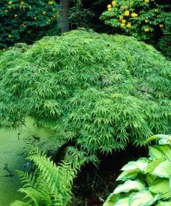 Brighter Blooms Weeping Japanese Maple Tree