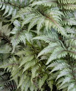 Brighter Blooms Japanese Painted Fern Shrubs & Hedges