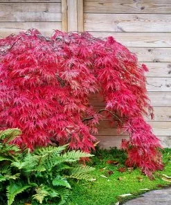 Brighter Blooms Red Select Japanese Maple