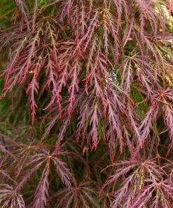 Brighter Blooms Red Select Japanese Maple