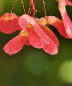 Brighter Blooms Red Select Japanese Maple