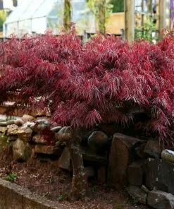 Brighter Blooms Red Select Japanese Maple