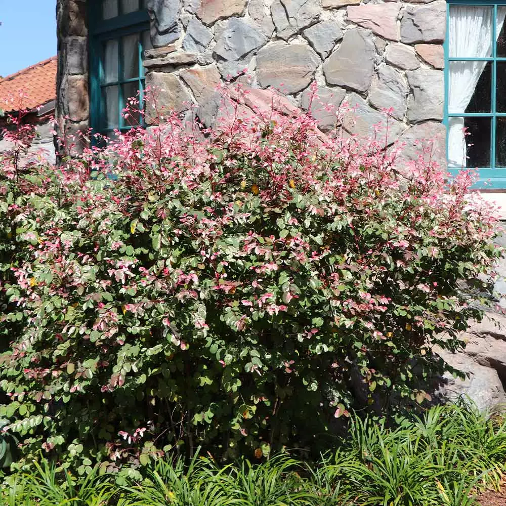 Brighter Blooms Shrubs & Hedges Jazz Hands® Variegated Loropetalum 3 Brighter Blooms Shrubs & Hedges Jazz Hands® Variegated Loropetalum