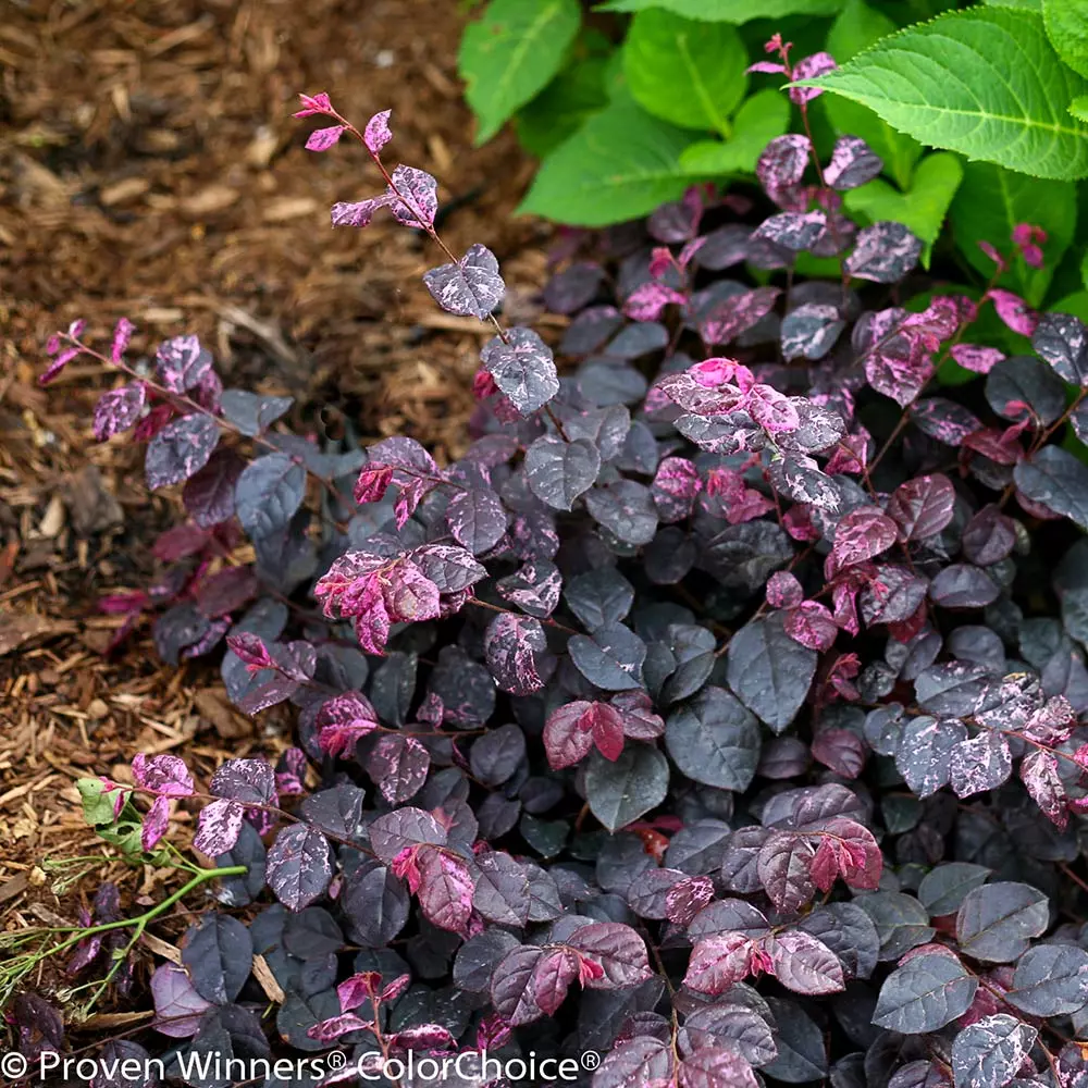 Brighter Blooms Shrubs & Hedges Jazz Hands® Variegated Loropetalum 4 Brighter Blooms Shrubs & Hedges Jazz Hands® Variegated Loropetalum