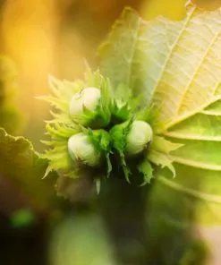 Brighter Blooms Jefferson Hazelnut Tree New Trees 9 Brighter Blooms Jefferson Hazelnut Tree New Trees