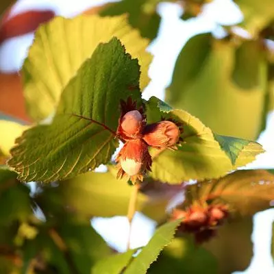 Brighter Blooms Jefferson Hazelnut Tree New Trees 4 Brighter Blooms Jefferson Hazelnut Tree New Trees