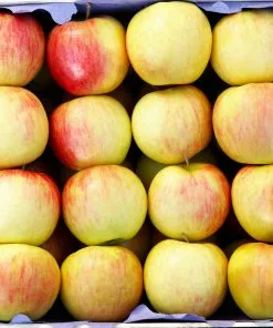 Brighter Blooms Jonagold Apple Tree Fruit Trees 6 Brighter Blooms Jonagold Apple Tree Fruit Trees