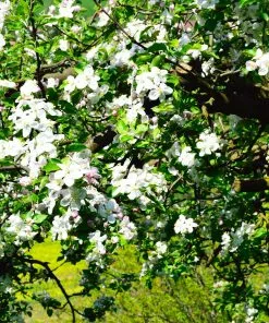 Brighter Blooms Jonagold Apple Tree Fruit Trees 7 Brighter Blooms Jonagold Apple Tree Fruit Trees