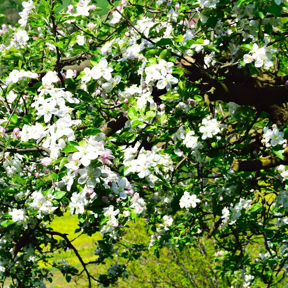 Brighter Blooms Jonagold Apple Tree Fruit Trees 4 Brighter Blooms Jonagold Apple Tree Fruit Trees