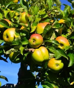 Brighter Blooms Jonagold Apple Tree Fruit Trees