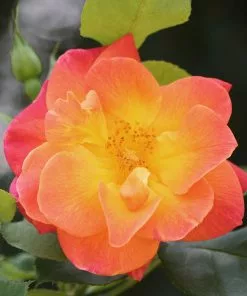 Brighter Blooms Joseph's Coat Climbing Rose Roses 5 Brighter Blooms Joseph's Coat Climbing Rose Roses