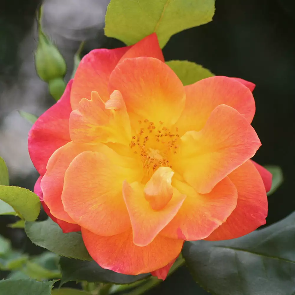 Brighter Blooms Joseph's Coat Climbing Rose Roses 3 Brighter Blooms Joseph's Coat Climbing Rose Roses