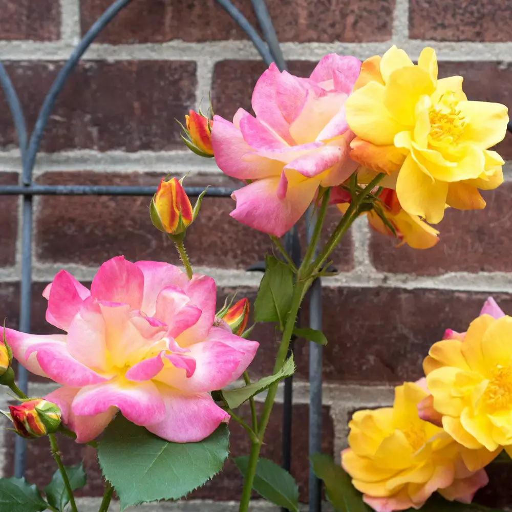 Brighter Blooms Joseph's Coat Climbing Rose Roses 2 Brighter Blooms Joseph's Coat Climbing Rose Roses