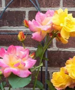 Brighter Blooms Joseph's Coat Climbing Rose Roses