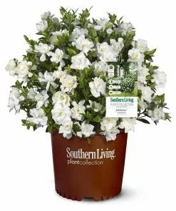 Brighter Blooms Shrubs & Hedges Jubilation Gardenia Shrub 7 Brighter Blooms Shrubs & Hedges Jubilation Gardenia Shrub