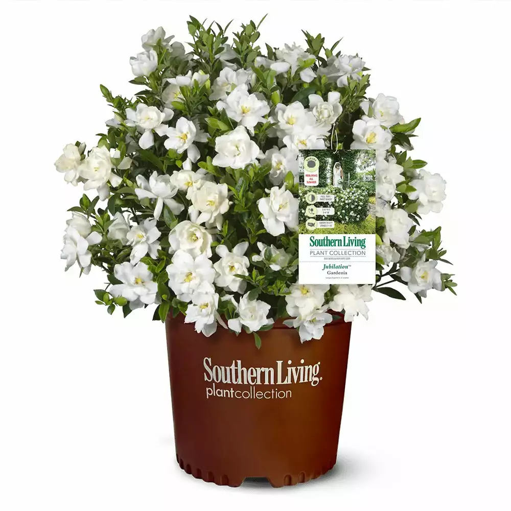 Brighter Blooms Shrubs & Hedges Jubilation Gardenia Shrub 3 Brighter Blooms Shrubs & Hedges Jubilation Gardenia Shrub