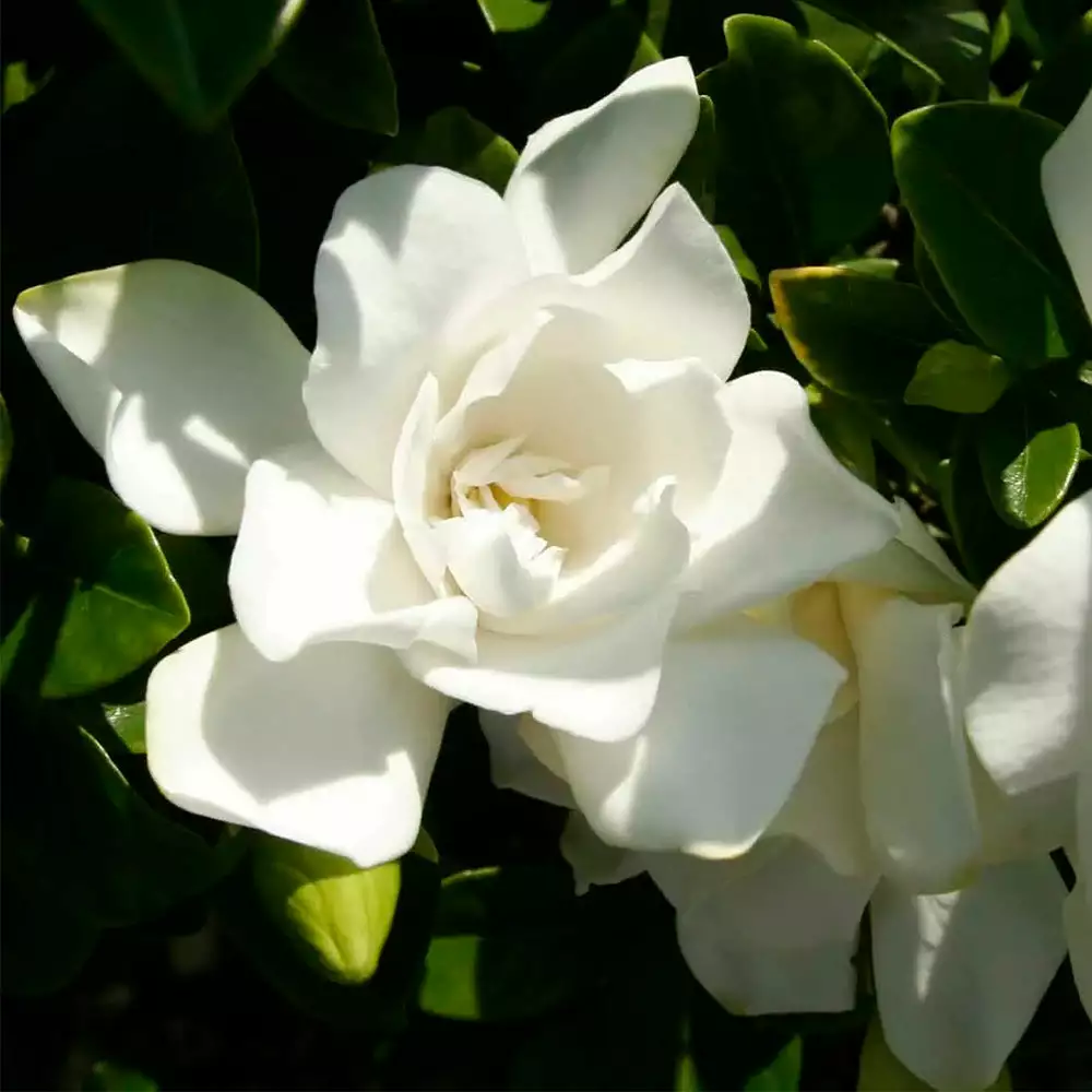 Brighter Blooms Shrubs & Hedges Jubilation Gardenia Shrub 2 Brighter Blooms Shrubs & Hedges Jubilation Gardenia Shrub
