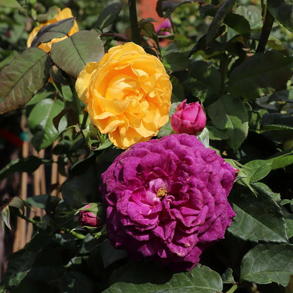 Brighter Blooms Julia Child And Ebb Tide™ Two-fer® Rose Tree Roses 2 Brighter Blooms Julia Child And Ebb Tide™ Two-fer® Rose Tree Roses