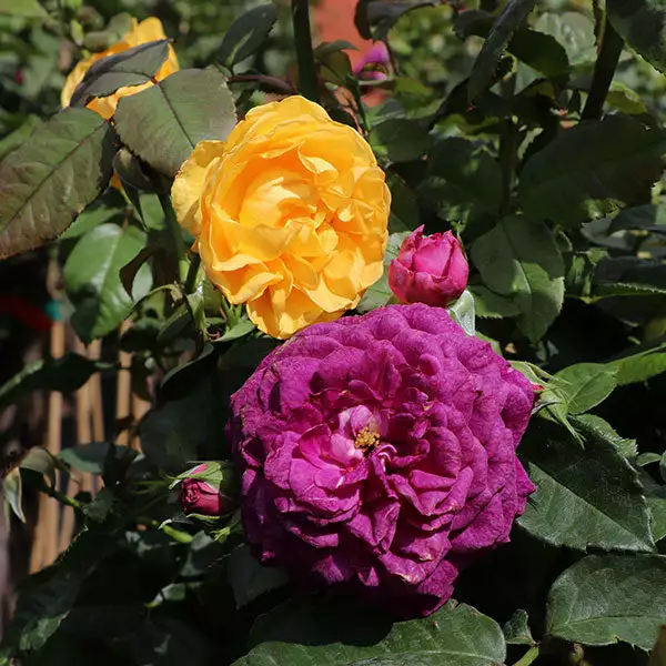 Brighter Blooms Julia Child And Ebb Tide™ Two-fer® Rose Tree Roses 1 Brighter Blooms Julia Child And Ebb Tide™ Two-fer® Rose Tree Roses