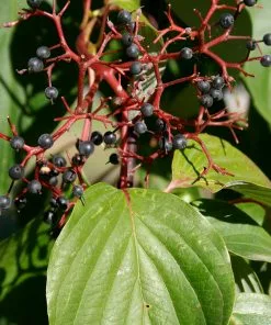 Brighter Blooms June Snow Giant Dogwood Tree Flowering Trees