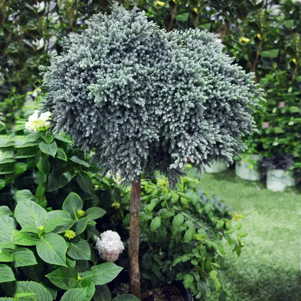 Brighter Blooms Evergreen & Privacy Blue Star Juniper Tree 3 Brighter Blooms Evergreen & Privacy Blue Star Juniper Tree