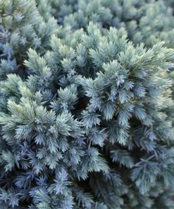 Brighter Blooms Evergreen & Privacy Blue Star Juniper Tree 7 Brighter Blooms Evergreen & Privacy Blue Star Juniper Tree