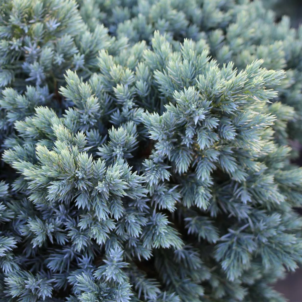 Brighter Blooms Evergreen & Privacy Blue Star Juniper Tree 4 Brighter Blooms Evergreen & Privacy Blue Star Juniper Tree