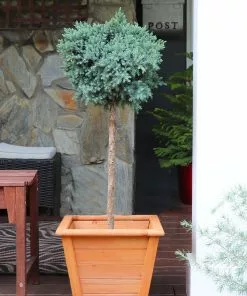 Brighter Blooms Evergreen & Privacy Blue Star Juniper Tree