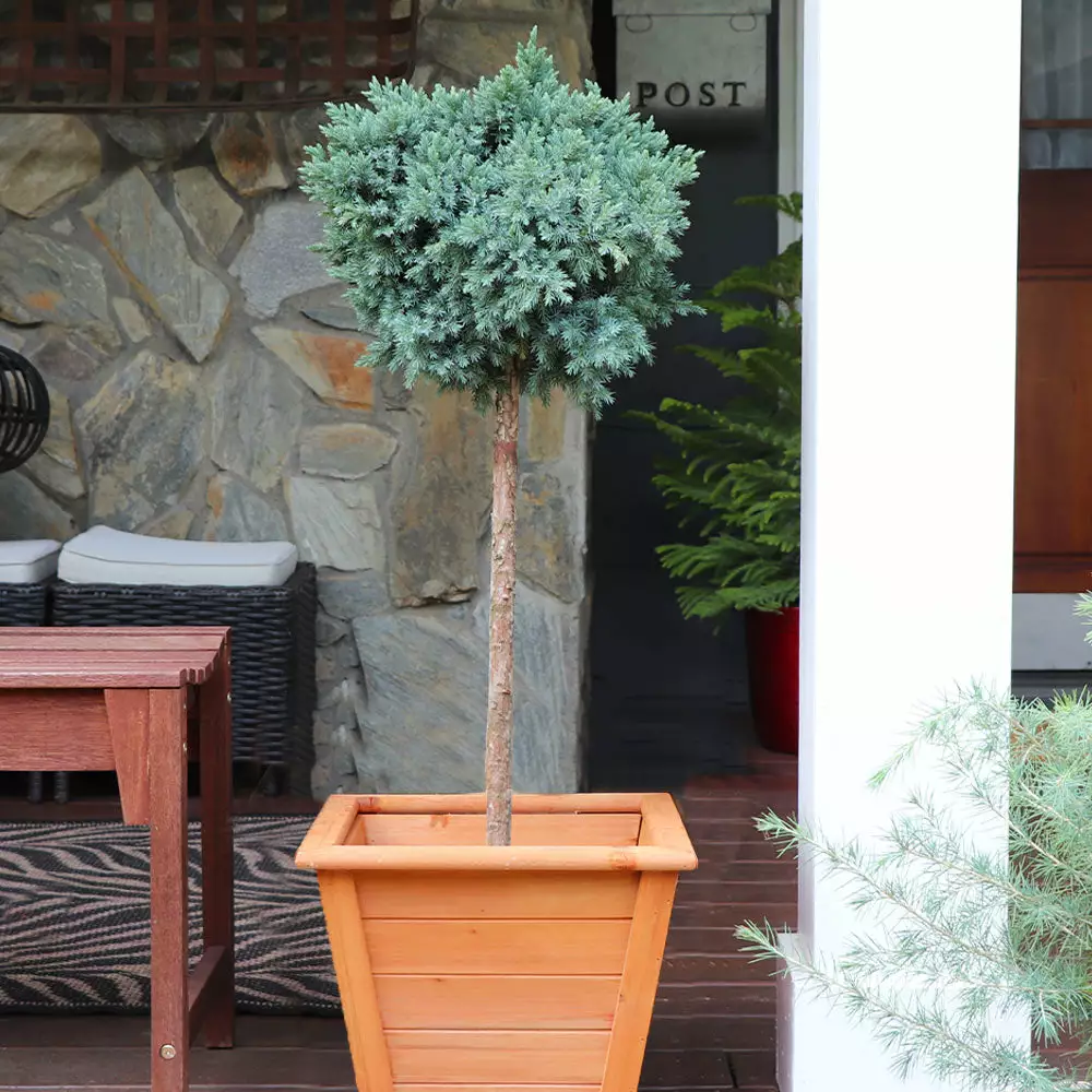 Brighter Blooms Evergreen & Privacy Blue Star Juniper Tree 2 Brighter Blooms Evergreen & Privacy Blue Star Juniper Tree