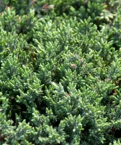 Brighter Blooms Blue Pacific Juniper Shrub Juniper Trees 5 Brighter Blooms Blue Pacific Juniper Shrub Juniper Trees
