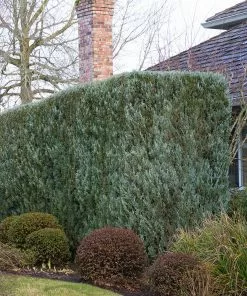 Brighter Blooms Wichita Blue Juniper Tree 8 Brighter Blooms Wichita Blue Juniper Tree