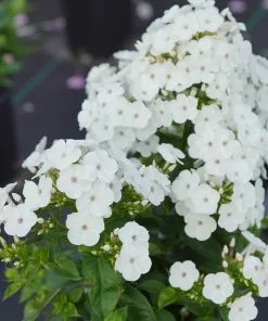 Brighter Blooms Perennials Super Ka-Pow™ White Phlox 5 Brighter Blooms Perennials Super Ka-Pow™ White Phlox