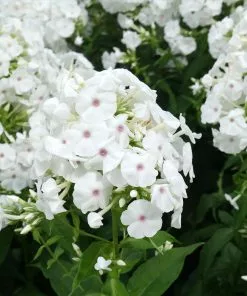 Brighter Blooms Perennials Super Ka-Pow™ White Phlox
