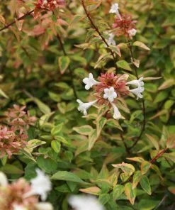 Brighter Blooms Kaleidoscope Abelia Shrub Shrubs & Hedges 6 Brighter Blooms Kaleidoscope Abelia Shrub Shrubs & Hedges